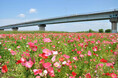 江戸川に満開のポピーを見に行こう！5月30日（土）に江戸川松戸フラワーライン春の花まつりを開催