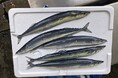 「秋の味覚」を「賢く買う」なら、松戸南部市場へ～目利きの店に学ぶ、旬のサンマの選び方～