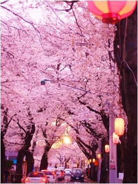 今年のお花見は松戸に行こう さくらの街 松戸のお花見スポット 桜まつりを一挙紹介 松戸市役所のプレスリリース