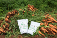 『DEEP VALLEY Agritech Award 2024』最優秀賞受賞企業EF Polymer社が実証農場『EFポリマー深谷フィールド』を設立