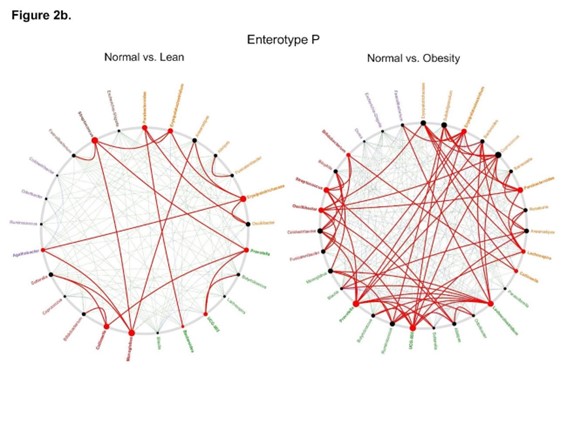 図1. エンテロタイプP型のBMIで層別した体型間の菌叢の相関ネットワーク差を可視化したグラフ 赤色：普通体重と比べて各体型（左：やせ　および 右：肥満）で特徴的な菌種間相互作用