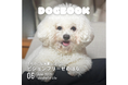 我が家のわんこの写真集が出版できる!「うちのこ写真集」シリーズ第6弾『ビションフリーゼの華子』が発売