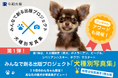 チワワ部門の募集開始!参加費完全無料:2025年度版 みんなでつくる「犬種別写真集」プロジェクト~特賞は愛犬だけの写真集