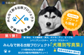 ハスキー部門の募集開始!2025年度版 みんなでつくる「犬種別写真集」プロジェクト~特賞は愛犬だけの写真集~