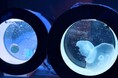 【気軽に行ける水族館のようなバー】各席からクラゲが楽しめる幻想空間へ