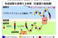ぐるなび・東京科学⼤学「ぐるなび⾷の価値創成共同研究」論⽂発表 漬物由来の乳酸菌が持つ「免疫機能を調節する力」を解明