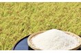 令和８年産新米を8月19日(水)より予約受付開始！　バイオ炭によるCO2削減に取組む生産者のお米
