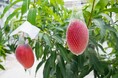 農福連携で胡蝶蘭を生産するAlonAlon(理事長那部智史、千葉県いすみ市)は、連携する企業が栽培した胡蝶蘭をマンゴーに変更できる新たなサービスをスタートしました。
