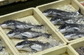 “海の砂漠化“を生む食害魚を、美味しく食べてCO2削減!