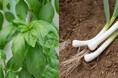 誰にも真似できない、極上の「生バジル」と無農薬・無化学肥料「福地ホワイト六片 にんにく」を発売開始