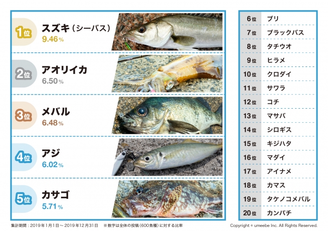 19年に一番釣られた魚は スズキ シーバス ウミーベ株式会社が釣り コミュニティサービス ツリバカメラ の19年魚種ランキングを発表 ウミーべ株式会社のプレスリリース