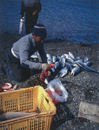 【イテリメン語】海岸でサケからイクラを取り出している漁師