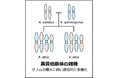 国内アスペルギルス症の原因菌種に新知見~病原菌の祖先についても解明~