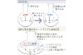 1つの触媒が2つの異なる反応を制御する〜化学反応の連続化で医薬品開発を加速〜