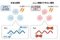 RNAの“書き換え”がDNAを守る！ ～エピトランスクリプトーム解析が示すゲノム防御の新たな仕組み～