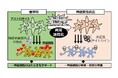 脳の中枢神経系細胞「アストロサイト」異常活性化の”黒幕”を発見!~アルツハイマー病などの神経変性疾患治療への応用に期待~