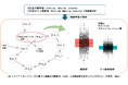 うつ病診断と脳機能結合の潜在的な関係構造が明らかに―機械学習を用いた大規模データ分析による新たな知見―