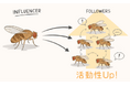 ショウジョウバエの異種混在集団における「インフルエンサー」― 種を超えた行動の同調が、集団全体の特性を決定づける ―