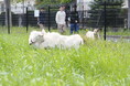 学生や近隣住民の「かわいい」「癒される」の声に応えて　～ヤギにキャンパスの雑草を食べてもらう活動を今年も実施～
