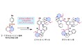 植物に含まれる複雑な天然物の完全化学合成に成功　―ビスロイコノチンAおよびボウシゴニンBを世界に先駆けて全合成―