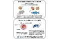 小さな魚「ゼブラフィッシュ」が難病解明の鍵に！　～若年性認知症「カダシル」の再現に成功～