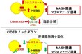 ２つの脂肪滴タンパクが脂肪肝炎を制御する～新たな治療戦略として注目される肝脂肪滴コレステロールと脂肪滴分解経路～