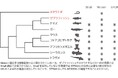 卵子・精子をつくる遺伝子スイッチの進化を解明― MEIOSINはSTRA8に頼らず減数分裂の遺伝子を動かす力をもつ ―
