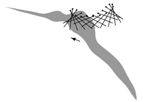 図1 蚊の翅断面の運動