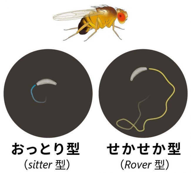 図1．キイロショウジョウバエの幼虫には、活発に動いて餌を探索するタイプ（せかせか型）とあまり動かずに餌を探すタイプ（おっとり型）が存在する。