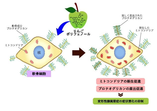 図１：軟骨細胞におけるりんごポリフェノールの効果