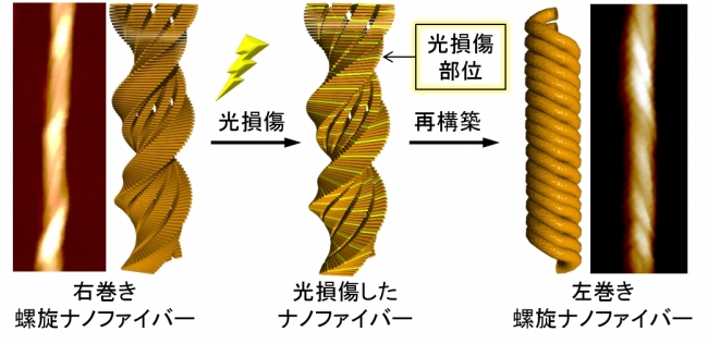 図１：（中央）光損傷による螺旋の巻き方向の変化の模式図、（左）右巻き及び（右）左巻き螺旋ナノファイバーの原子間力顕微鏡像