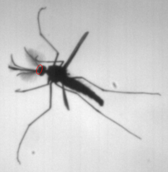 図2：高速度カメラで撮影した飛行中の蚊　ジョンストン器官は赤丸で示した箇所（それぞれの触角の根元）。
