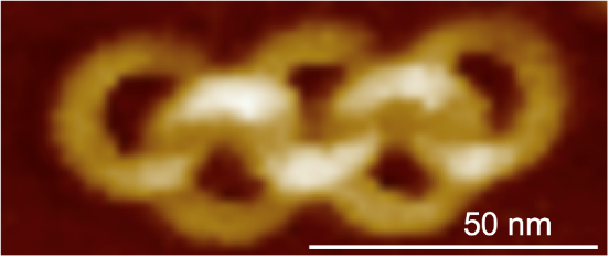 図１　本研究によって世界で初めて可視化に成功した五輪カテナンの原子間力顕微鏡(AFM)像