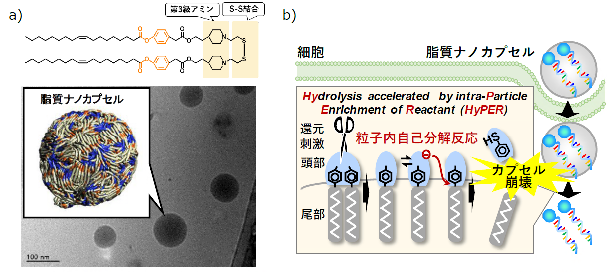 細胞の中で自発的に内封物を放出するナノカプセルを開発 Mrnaを用いた遺伝子治療の実現を加速 国立大学法人千葉大学のプレスリリース