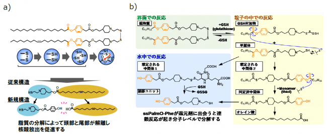 図3　a）本研究で開発したssPalmO-Pheの構造と分解反応（HyPER）の概略。b）ssPalmO-Pheの自己分解反応の反応機構。