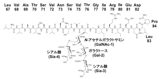 図２：合成した糖ペプチド　従来の固相化合成法に加え、糖転移酵素を用いて糖分子を付加した。３文字表記のアミノ酸の下の数字はポドプラニン中の残基番号を表す