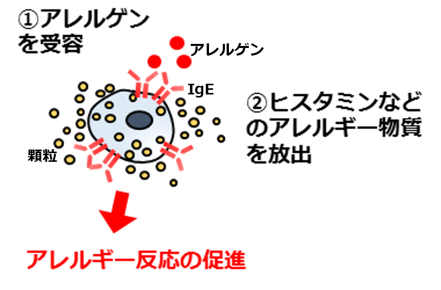 食物アレルギー治療成功のカギを解明 アレルギーを引き起こす悪玉細胞が抑制する善玉細胞へと切り替わる 国立大学法人千葉大学のプレスリリース