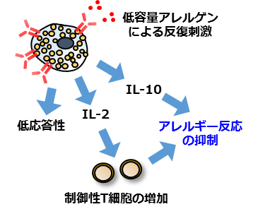 図２：本研究によって明らかになった経口免疫療法のメカニズム。アレルギーを引き起こす悪玉マスト細胞が、アレルギーを抑制する善玉マスト細胞に変化する。