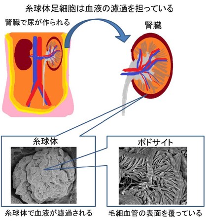 腎臓内での糸球体足細胞（ポドサイト）の役割