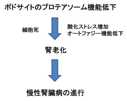 図2：ポドサイトの プロテアソーム機能低下による影響
