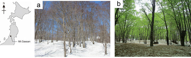 図１　積雪中のクマムシを発見した山形県月山のブナ樹林帯（a：4月、b：5月）。 調査時には、4月でおよそ160cm、5月でおよそ90cmの積雪が残っていた。