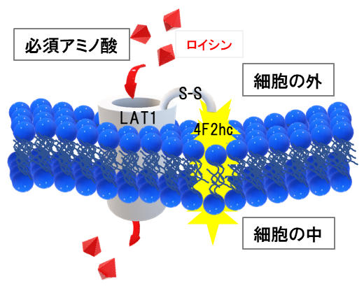 前立腺がんにおけるアミノ酸トランスポーター4f2hcの機能を解明 新たな腫瘍マーカーとして期待 国立大学法人千葉大学のプレスリリース