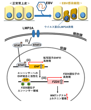 EBウイルスが感染した胃細胞の癌化 i. ウイルス蛋白LMP2Aの発現によりSTAT3がリン酸化される。 ii. リン酸化STAT3の下流であるEHFが高発現する。 iii. 転写因子EHFの下流であるFZD5が高発現するなどWNTシグナルが活性化する。