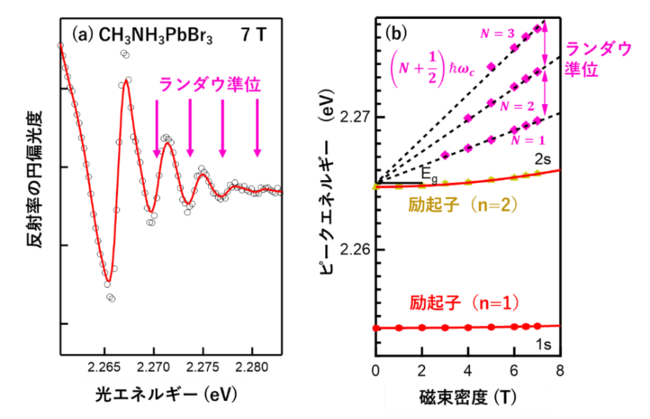 図３　(a)CH3NH3PbBr3の反射率の円偏光度スペクトル。振動構造はランダウ準位 (b) ランダウ準位と励起子エネルギーの磁場依存性。ランダウ準位の傾きから電子の換算質量を見積もることができる。