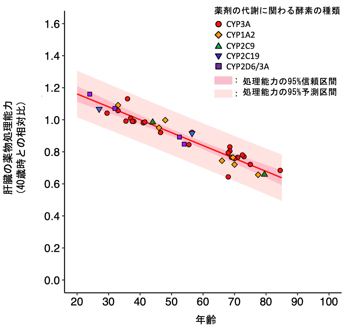 高齢者の加齢による肝臓の薬物処理能力の変化を初めて明確に 国立大学法人千葉大学のプレスリリース