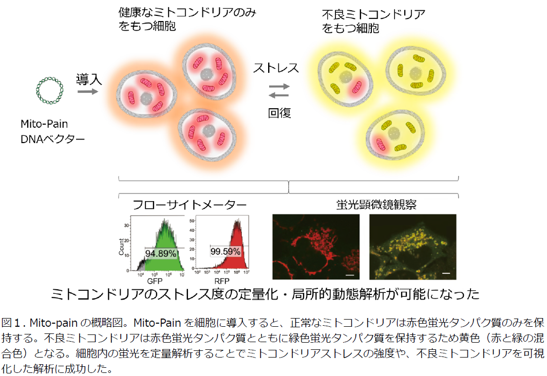 不良ミトコンドリアを色で見つけるセンサーを開発 国立大学法人千葉大学のプレスリリース