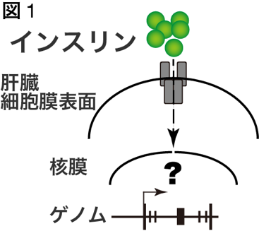 インスリンによる糖と脂質代謝制御の全体像を全ゲノムレベルで解明 国立大学法人千葉大学のプレスリリース