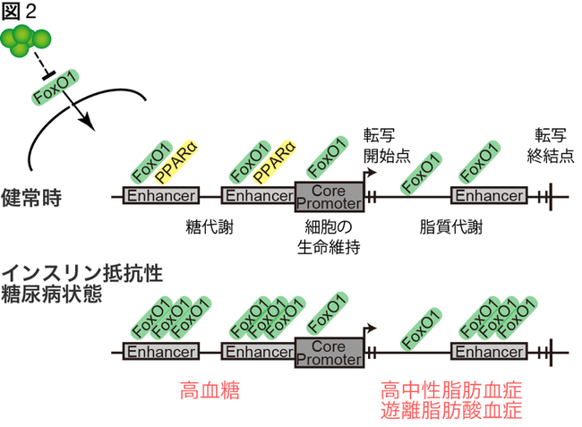 代謝障害の種類