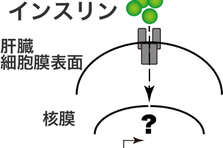 醫療新知丨日本使用ips Nkt細胞治療癌症患者 全世界首例 聖愛和