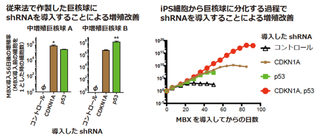 図２：CDKN1A, p53に対するshRNAによる巨核球の増殖改善